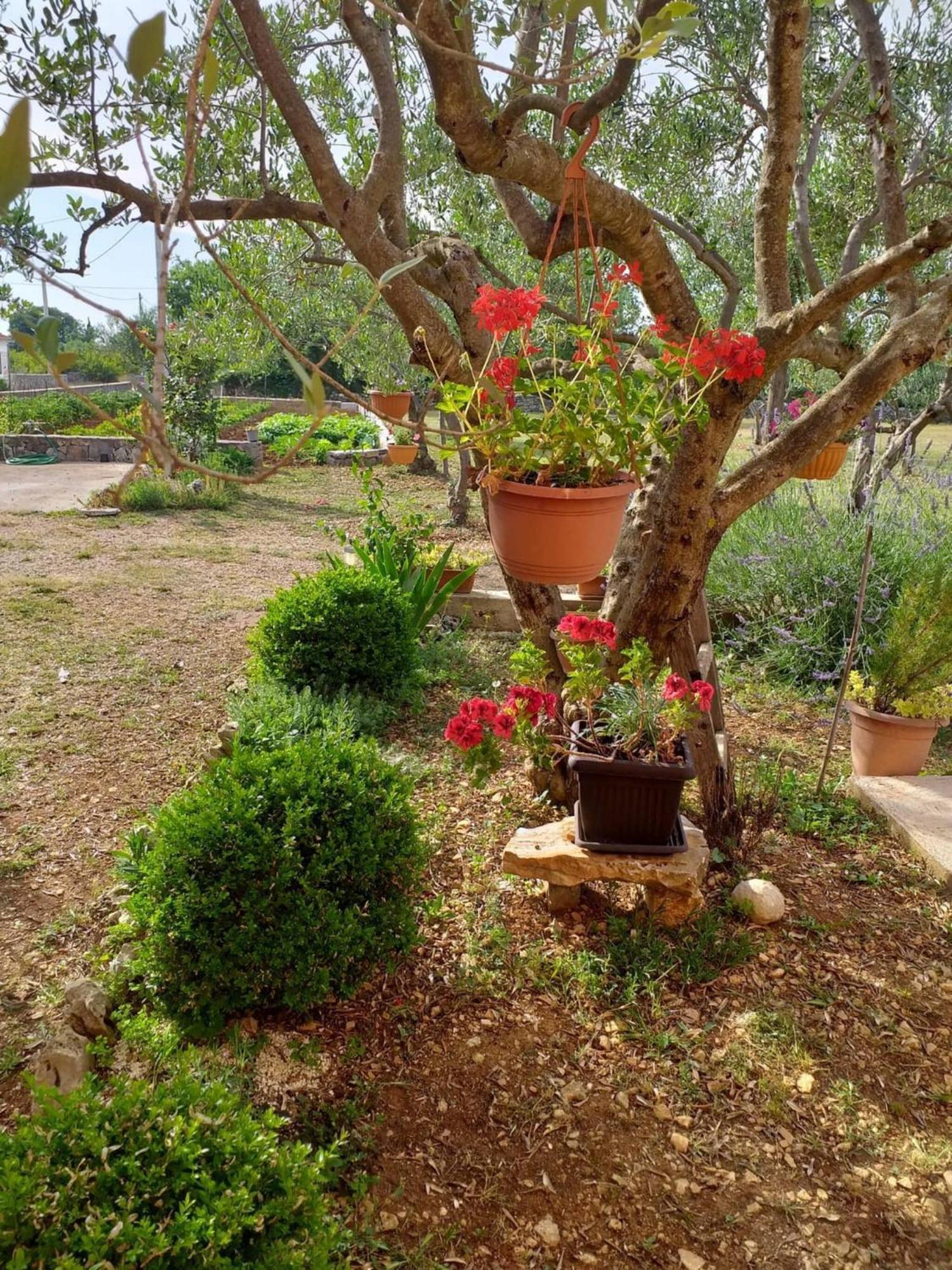 Rural Apartment Ante Drnis Bagian luar foto